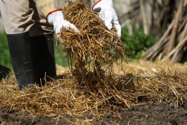 Bahçedeki otları kurutmak ve otları kontrol etmek için beyaz bahçe eldivenli kadın bitkileri samanla kaplıyor..