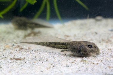 Yenebilir kurbağa yavrusu Rana esculenta gölette