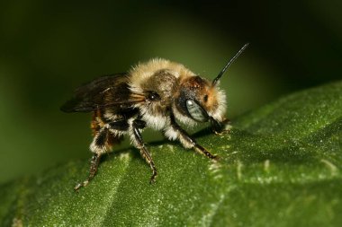 Osmia caerulescens, mavi mason arısı, Megachilidae familyasından yalnız bir arı türü.