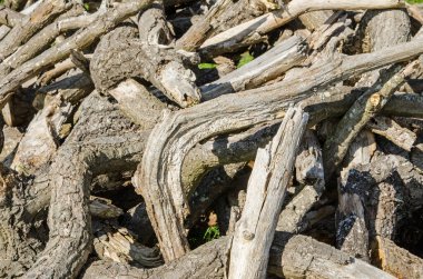 Bir yığın çürüyen meşe ağacı, sonbahar güneşinin altında yakından görülüyor.. 