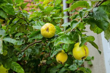Ayva ağacında olgunlaşan meyveler. Latince adı Cydonia Oblonga. Yazın sonunda Hampshire 'da bir bahçede..
