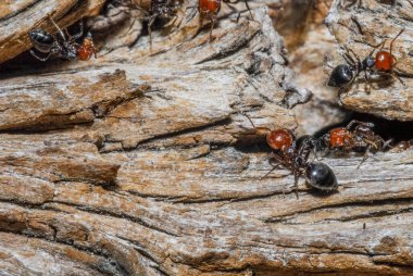ants on the tree, close up