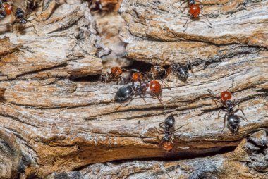 ants on the tree, close up
