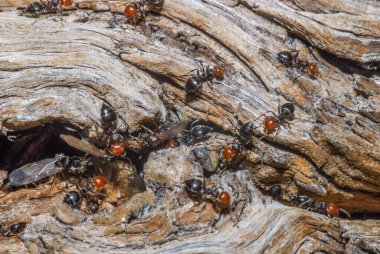 ants on the tree, close up