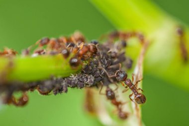 ants on the tree, close up