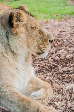 beautiful lioness  in the zoo, animal