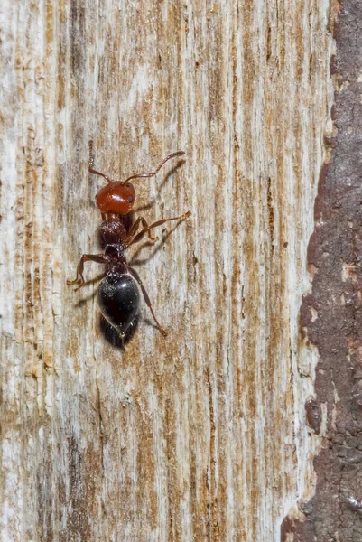 Close Ant Tree — Stock Photo, Image