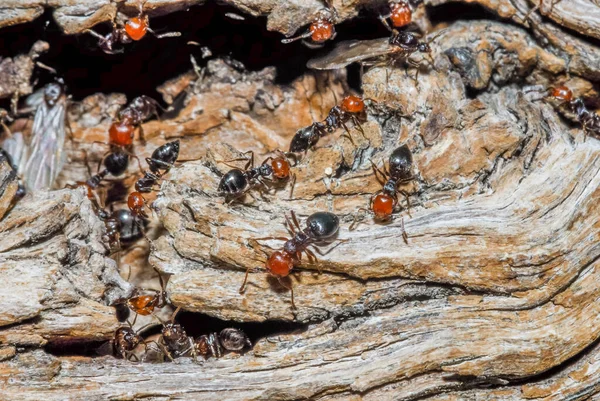 ants on the tree, close up