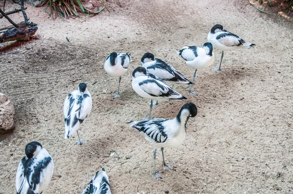 Grupo Aves Blancas Negras Zoológico — Foto de Stock