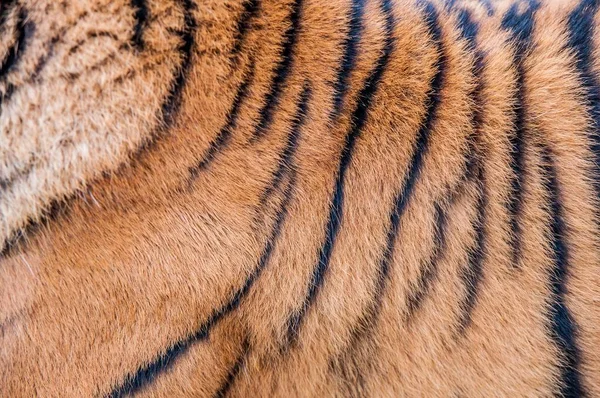 Красивый Тигровый Мех Крупным Планом — стоковое фото