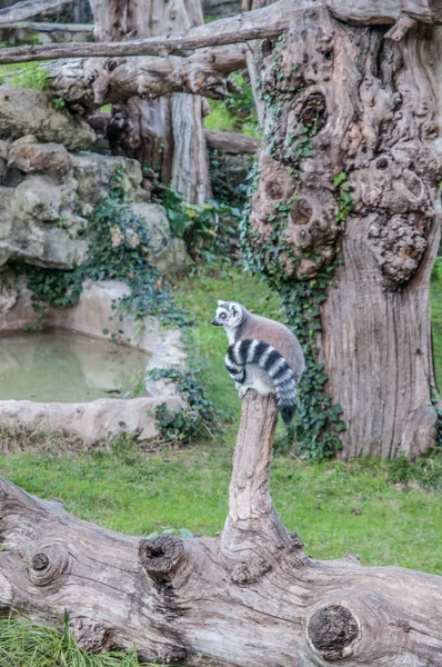 Ring Tailed Lemur Zoo Animal — 图库照片