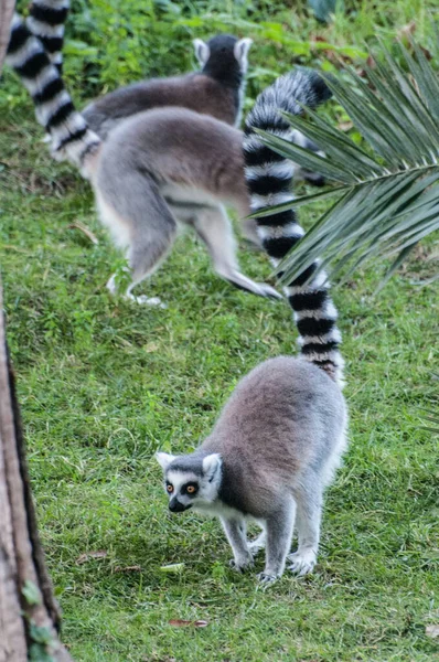 ring tailed lemurs in zoo, animals