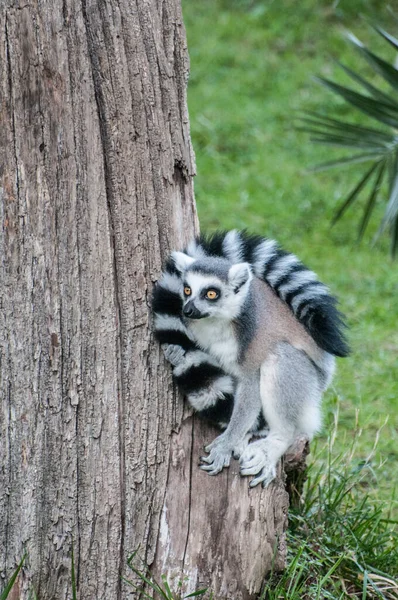 Ring Tailed Lemur Zoo Animal — 스톡 사진
