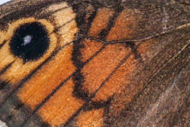 beautiful butterfly in nature in summer.