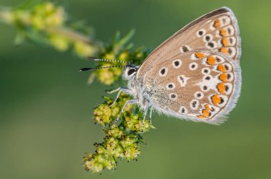 beautiful butterfly in nature in summer.
