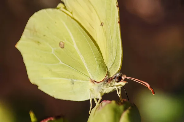 夏は自然の中で美しい蝶 — ストック写真