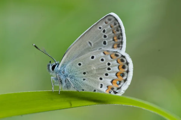 Beautiful Butterfly Nature Summer — Fotografia de Stock
