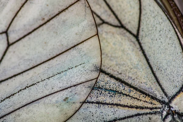 蝴蝶翅膀的抽象背景 — 图库照片