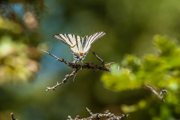 夏は自然の中で美しい蝶 — ストック写真
