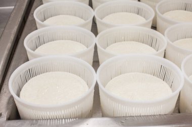 dairy products. production of cheese. warehouse