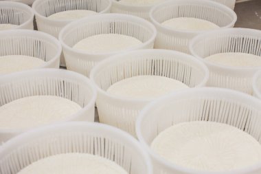 dairy products. production of cheese. warehouse