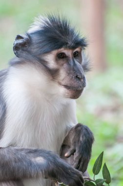 monkey in nature, wildlife, zoo