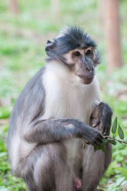 monkey in nature, wildlife, zoo