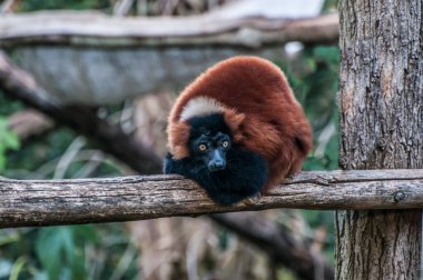 ruffed lemur   in nature, wildlife, zoo