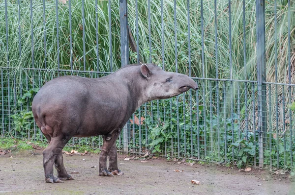 Gros Plan Tapir Dans Zoo — Photo