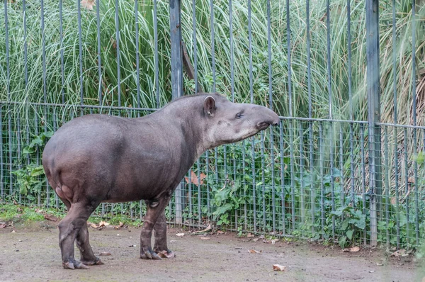 Gros Plan Tapir Dans Zoo — Photo