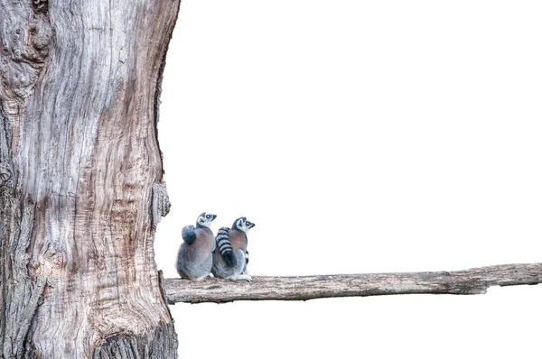 Two Lemurs Sitting Bank Tree White Background — Stock Photo, Image
