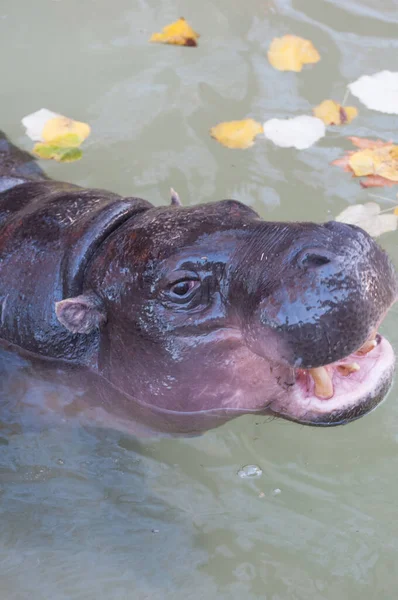Close Portrait Hippopotamus River —  Fotos de Stock