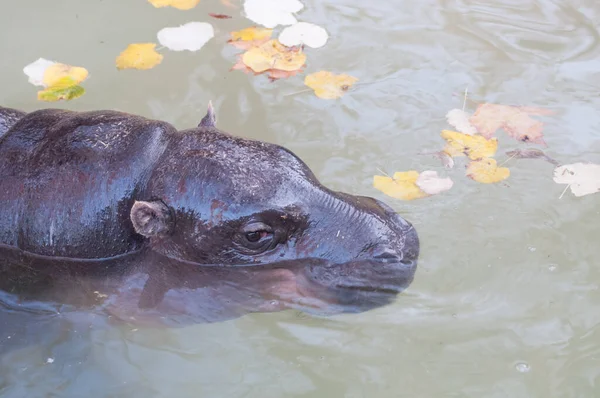 Close Portrait Hippopotamus River — Stockfoto
