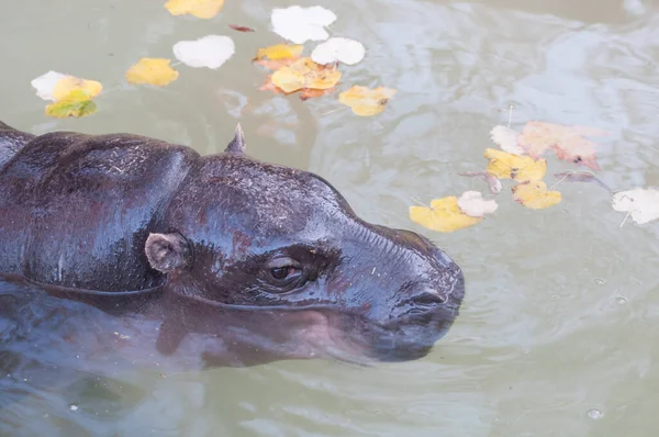 Retrato Perto Hipopótamo Rio — Fotografia de Stock