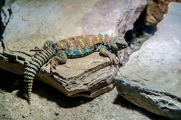 Close Lizard Rock Zoo — Stock Photo, Image
