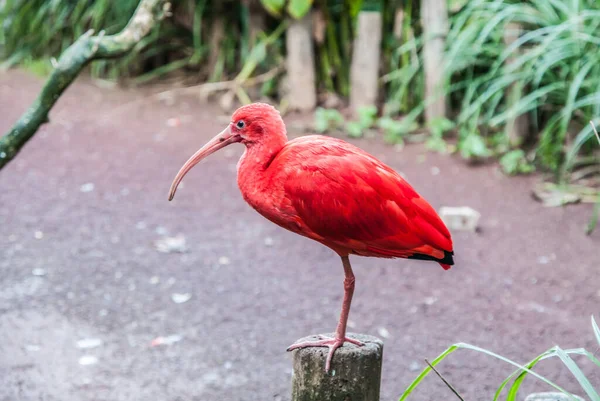 Flamingo Pássaro Jardim Zoológico — Fotografia de Stock