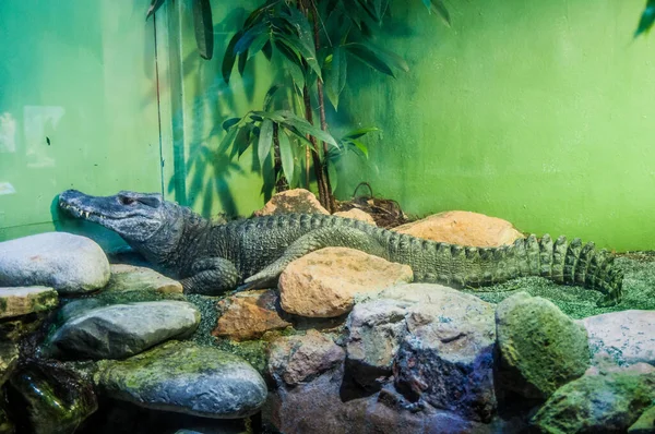 Aligator Zoo Dzika Przyroda — Zdjęcie stockowe