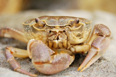 close up of  crab on rock 