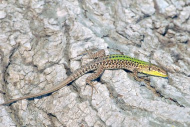 lizard in wild,  close up