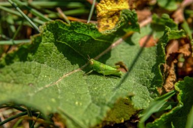 grasshopper  on plant. close up