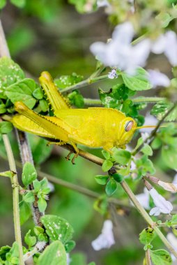 grasshopper  on plant. close up