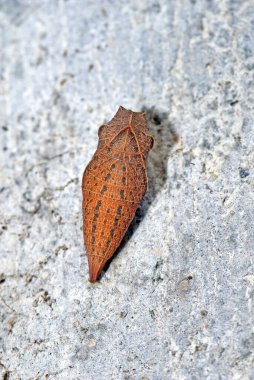 Kahverengi bir böcek pupasına yakın çekim