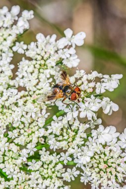 Beyaz çiçeğin üzerindeki sineğe yaklaş 