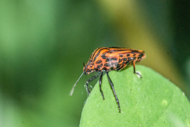 bug on a leaf in the garden, nature
