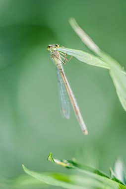 dragonfly on  twig, close up