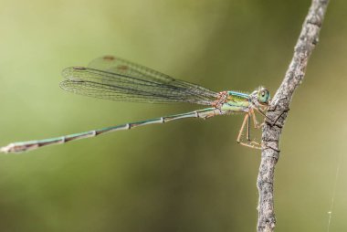 dragonfly on  twig, close up