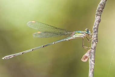 dragonfly on  twig, close up