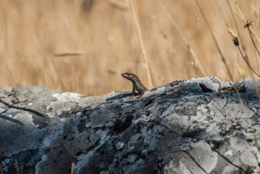 lizard in wild,  close up