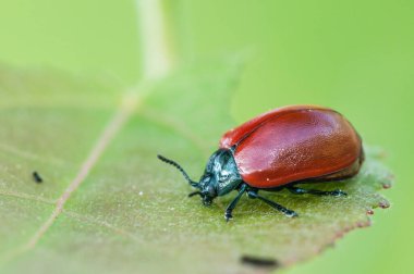 bug on a leaf in the garden, nature