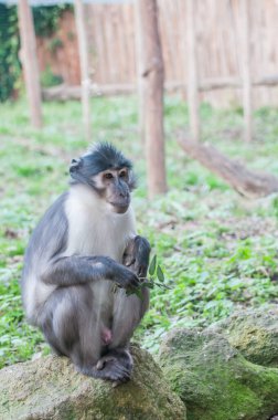 monkey in nature, wildlife, zoo